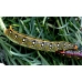 Spurge Hawk H euphorbiae pupae